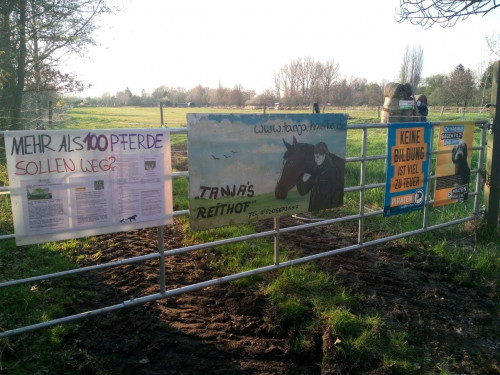 Das grün geführte Bauressort will ca. 100 Pferde beseitigen lassen!