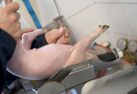 Männliches Ferkel wird kastriert